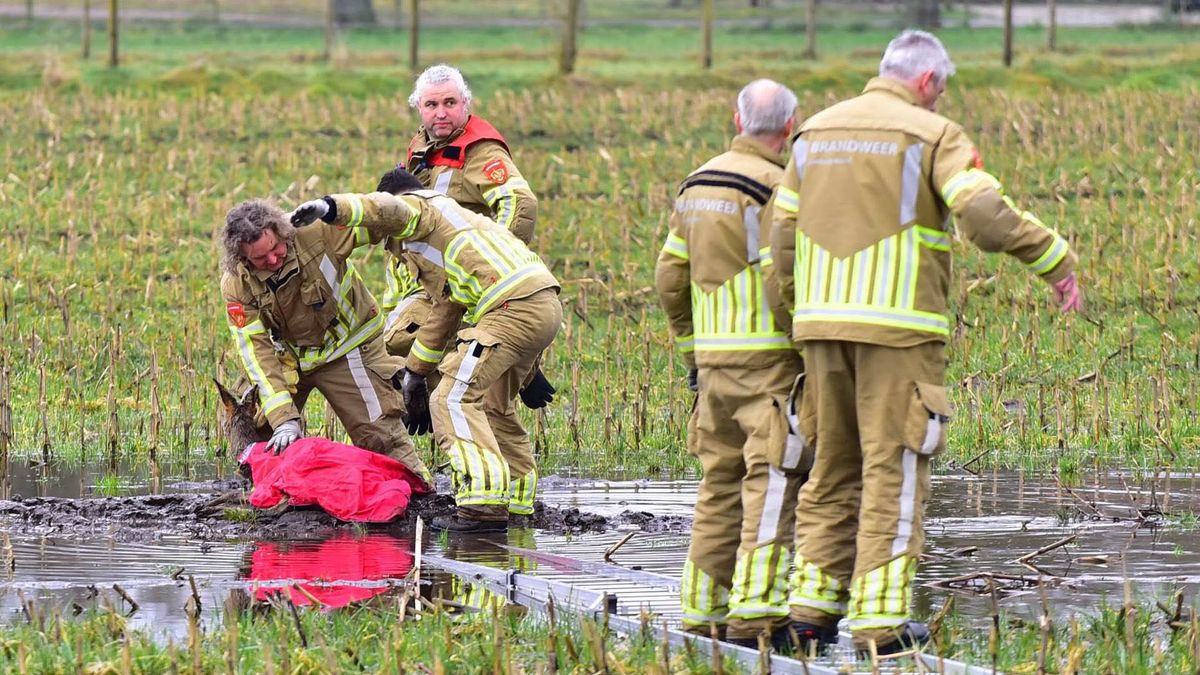 Brandweer redt ree en vrouw uit modder