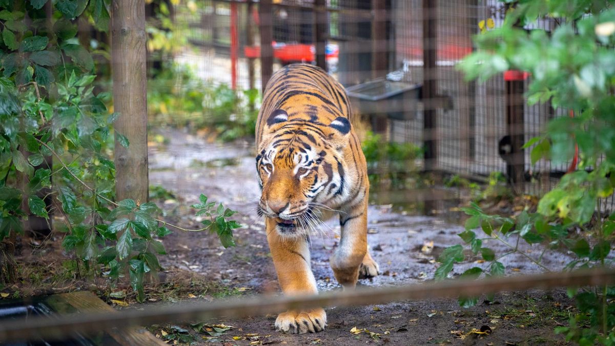 Tijger Tsezar aangekomen bij FELIDA, opvang wil uitbreiden