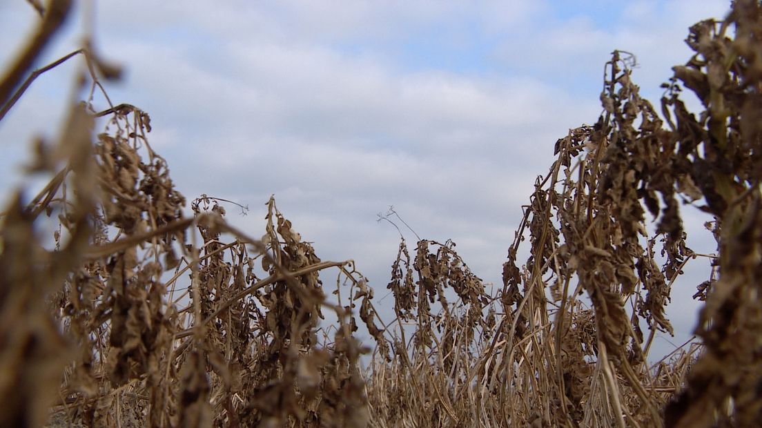 De Zeeuwse aardappel zit nog steeds in de grond