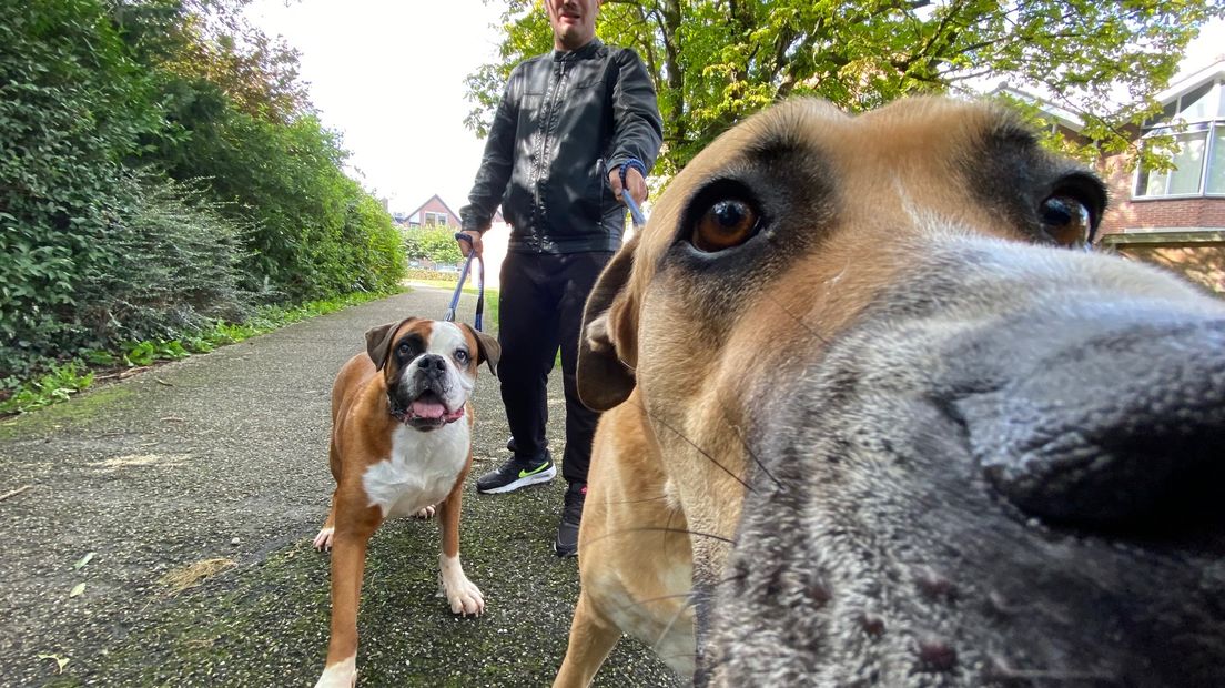 Honden