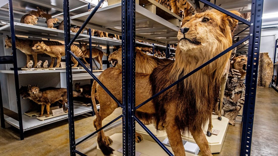 Het depot van het Naturalis
