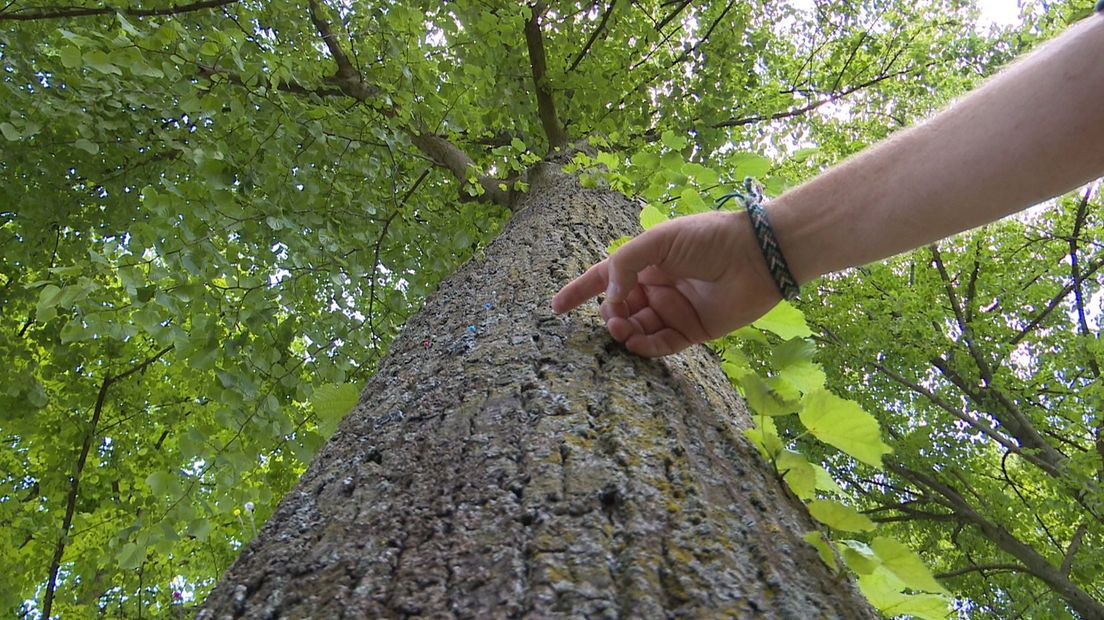 Piet Bremer van de provincie onderzoekt korstmossen op een boomstam in Zwolle