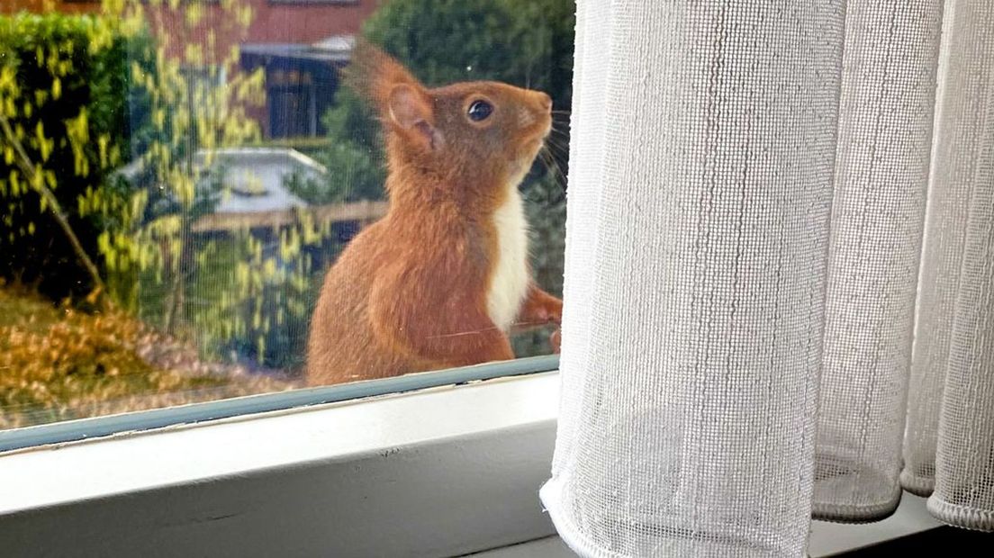 Tot haar verbazing ontdekt Annette dat deze eekhoorn een nest heeft gemaakt boven het slaapkamerraam in de muur.
