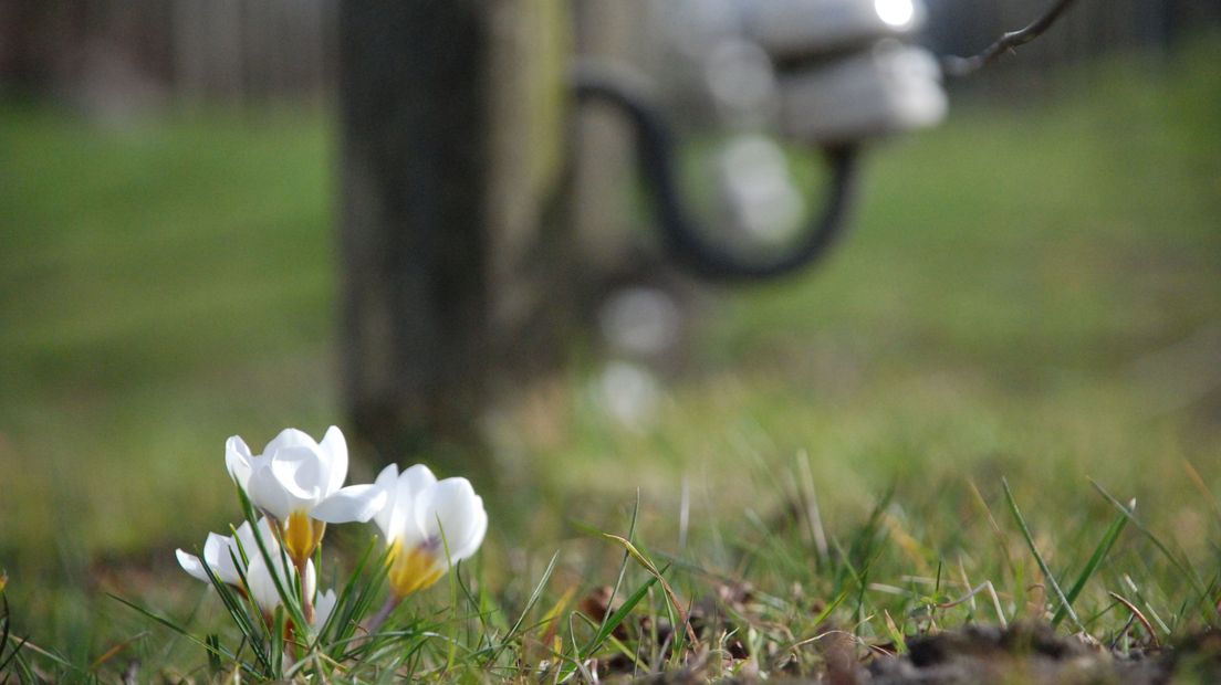 Vroeger stond hier prikkeldraad, nu staan er bloemen