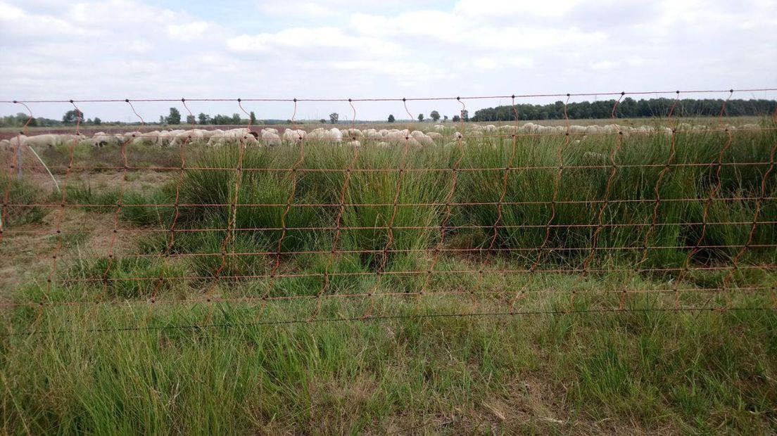 Schapen achter een afrastering