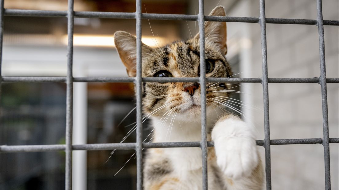 Een kat in het asiel, foto ter illustratie
