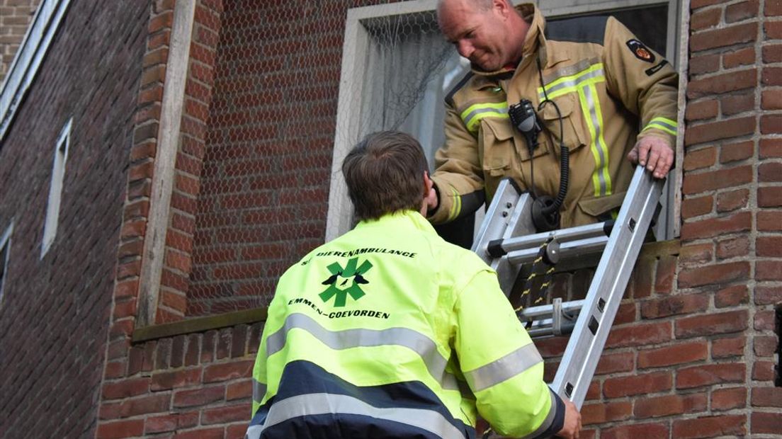 De dierenambulance vangt de duif op (Rechten: Van Oost Media)