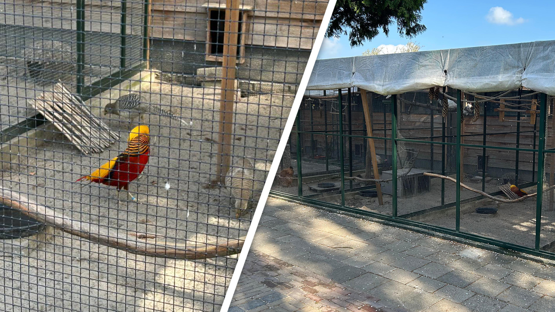 Opluchting bij kinderboerderij: 4 gestolen vogels weer terecht na inbraak