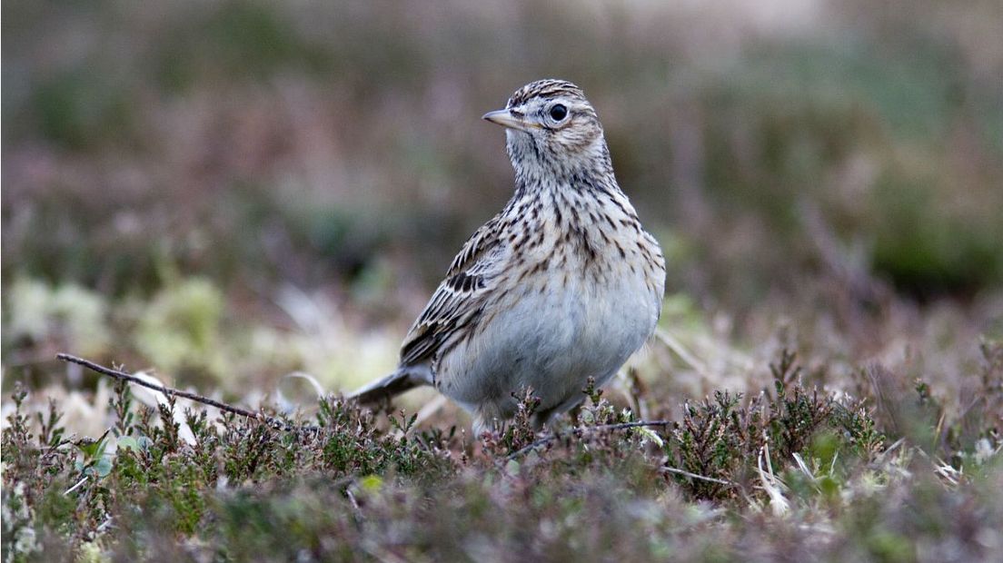 De veldleeuwerik broedt in open landschappen zoals heide en duinen (Rechten:Freenatureimages/Mark Zekhuis)