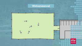 Wolvenaanval in veestal