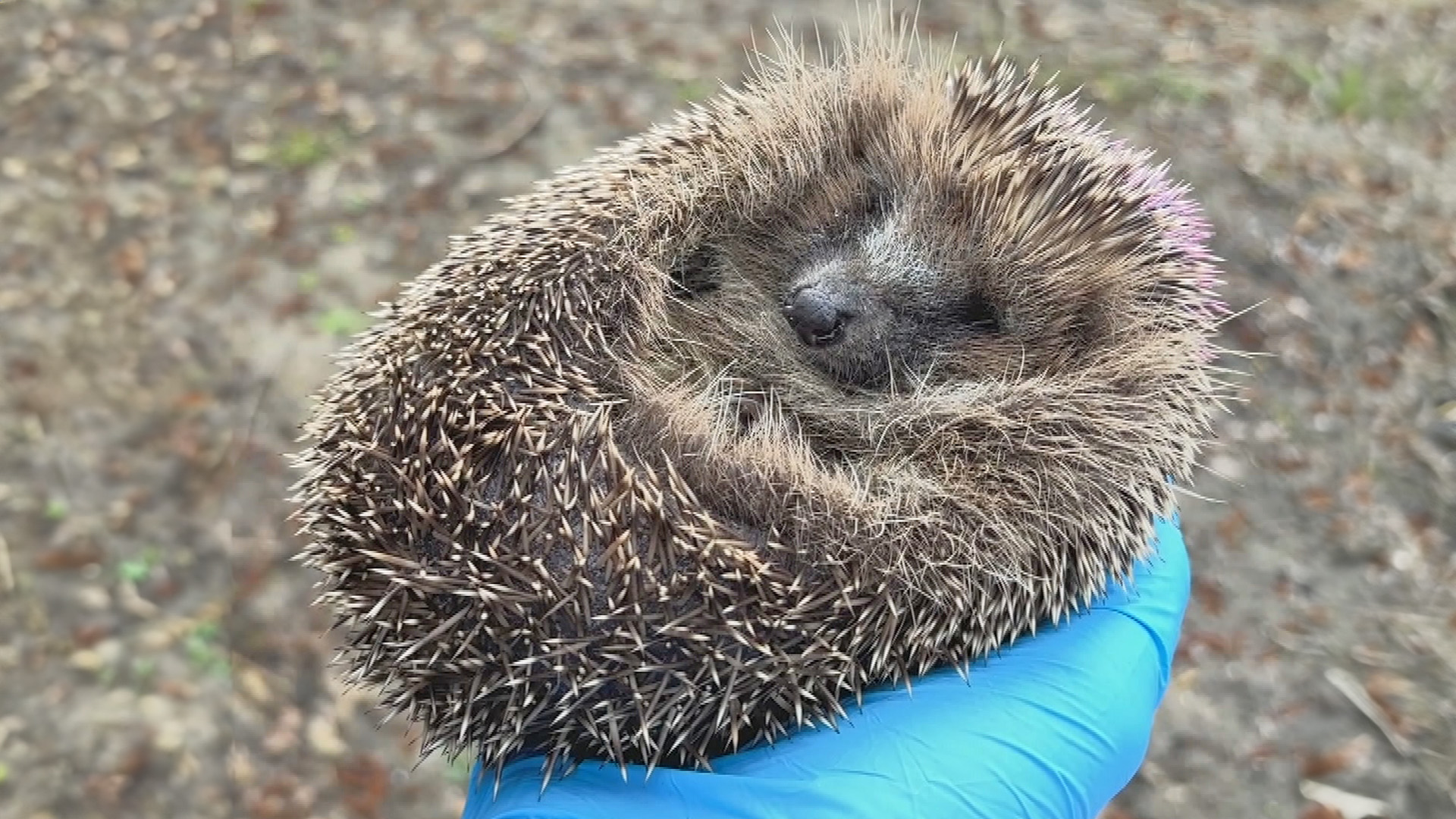 Egeltjes veilig uitgezet in AquaZoo: "Ze leren hoe ze voor zichzelf moeten zorgen"