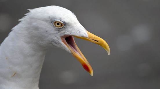 Natuurvraag: Zijn zilvermeeuwen sociale dieren? Nieuws