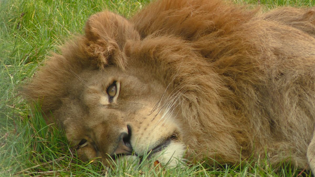 Leeuwen Elza en Simba vermaken zich bij FELIDA in Nijeberkoop met zwembad in gloednieuw hok