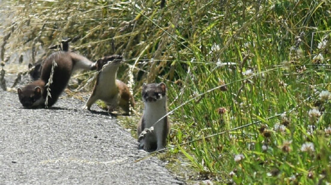 Net uit het nest en nog niet schuw: jonge hermelijnen (Rechten: Normen Vink)