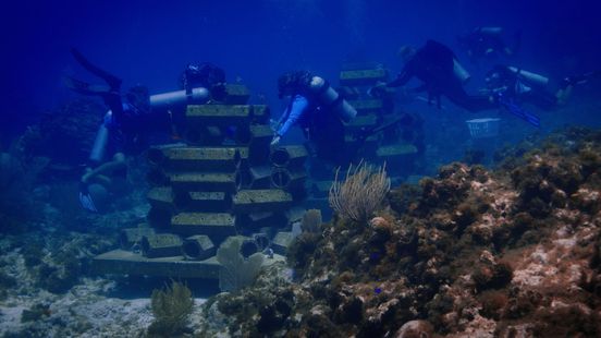 Wagenings onderzoek redt mogelijk Arubaans koraal: 'Andere wetenschappers verklaarden ons voor gek'