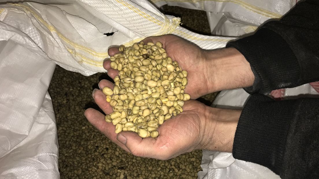 De veldboon die van de Vlegabal een eiwitrijke bal maakt (Rechten: Margriet Benak)