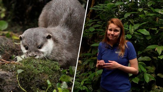 Kleinste otter ter wereld als huisdier? 'Absoluut niet geschikt' Nieuws