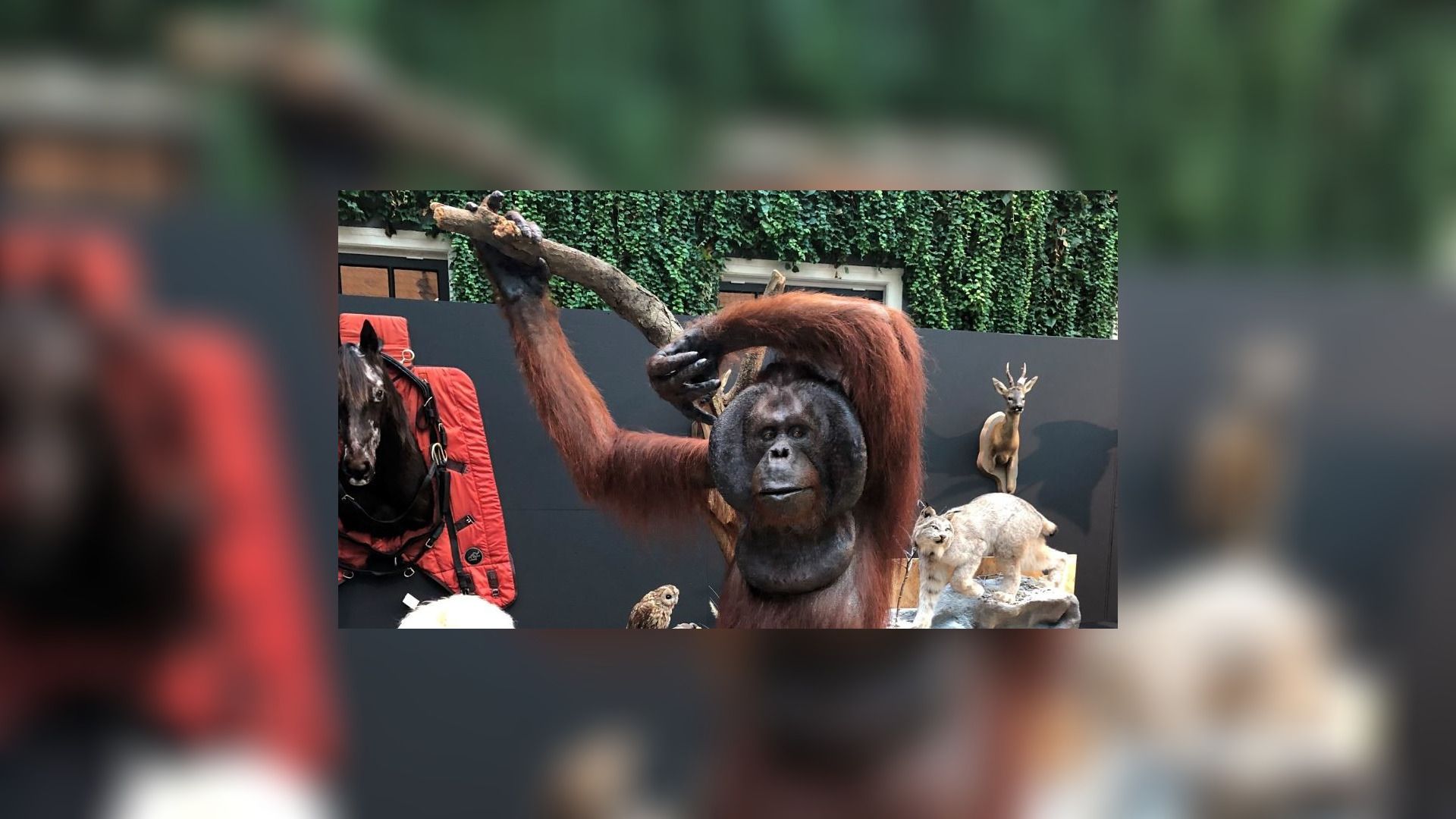 Het opzetten van dieren wordt steeds populairder