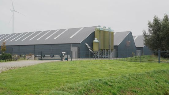 Alle kippen moeten naar binnen: 'Je bent als boer afhankelijk van de overheid' Alle kippen moeten naar binnen: 'Je bent als boer afhankelijk van de overheid'
