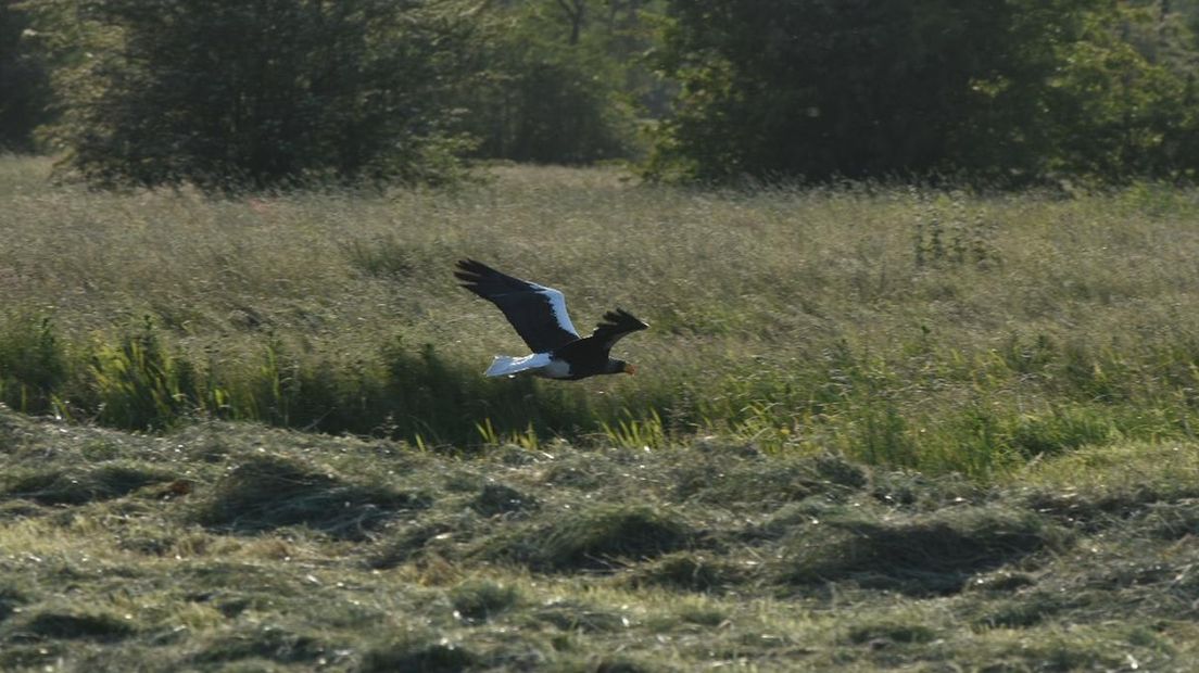 De Stellers zeearend in Zevenhuizen