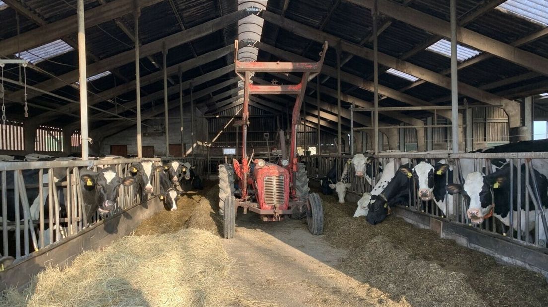 Koeien, koeienstal, veehouderij