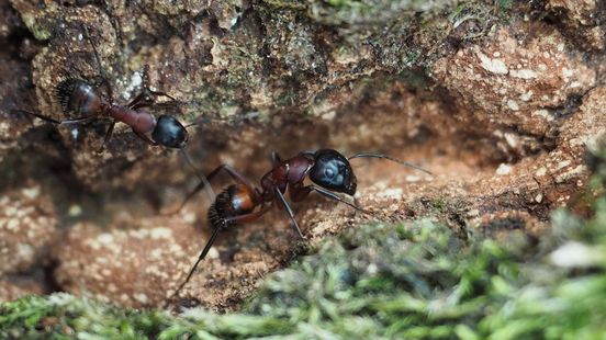 Uniek reservaat voor de mier, liefst 28 soorten aanwezig