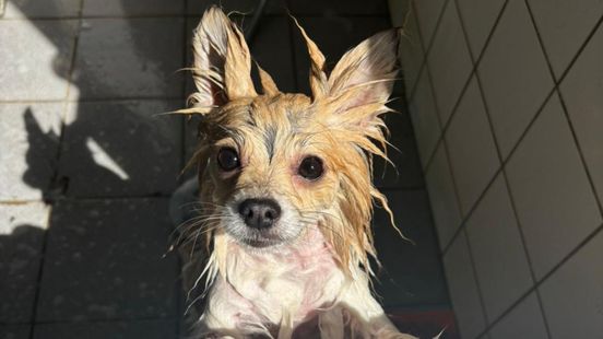 Hondje vastgebonden aan hek achtergelaten