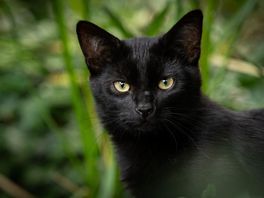 Vermagerde kat en resten van cavia's gevonden in vervuilde woning in Assen
