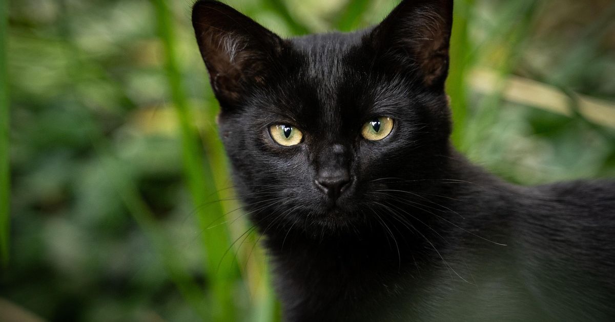 Vermagerde kat en resten van cavia's gevonden in vervuilde woning in Assen