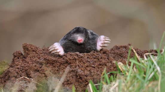 Jaarlijkse mollentelling van start: dit zeggen molshopen over je tuin