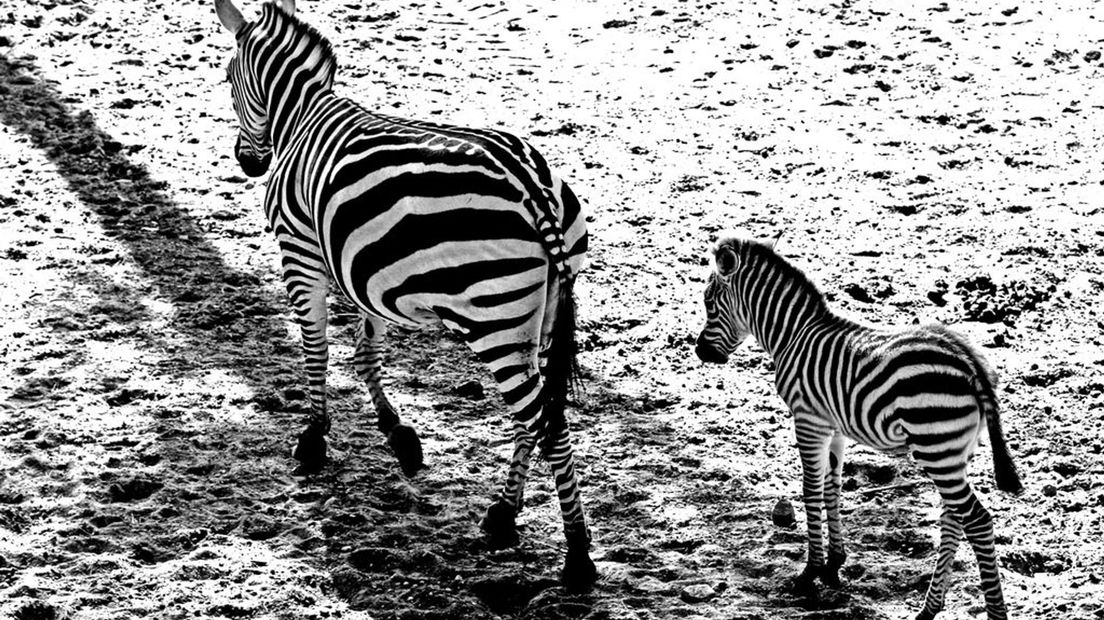 Zebra's in Burgers' Zoo
