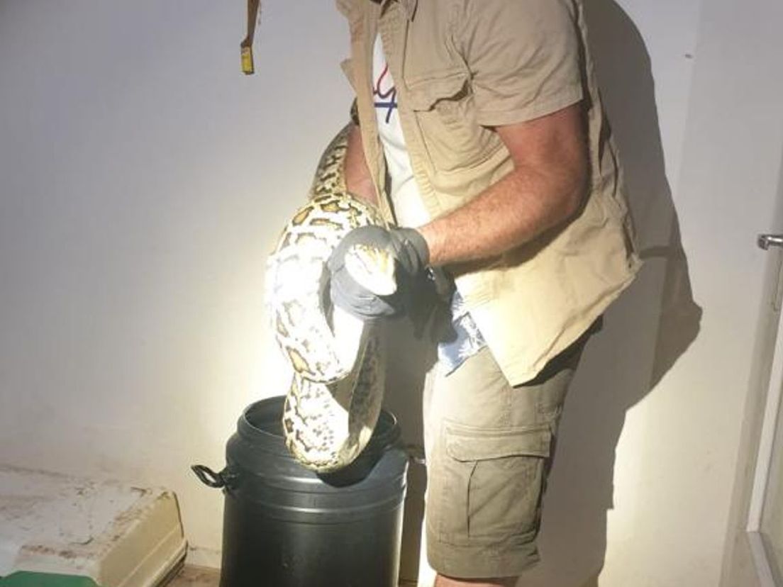 Rob van der Graaf haalt een van de verwaarloosde wurgslangen uit de woning.