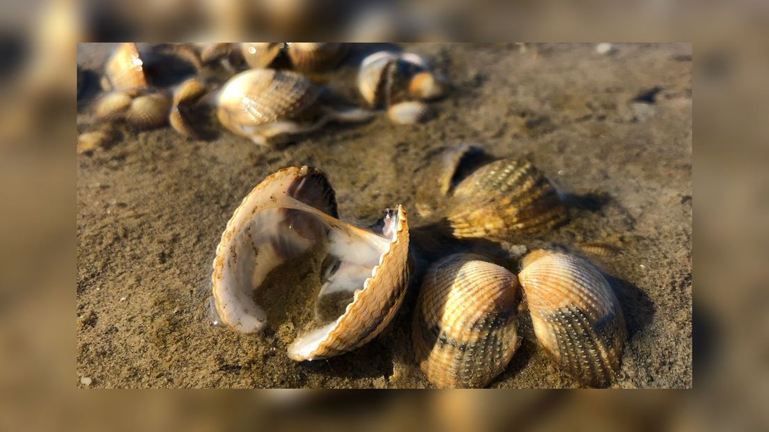 Deade kokkels op it Waad