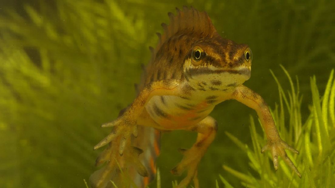 In de voortplantingstijd ontwikkelt de kleine watersalamander een kam op zijn rug (Rechten: Saxifraga/Kees Marijnissen)