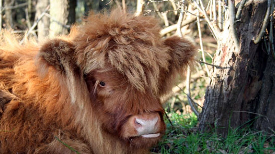 Dorstige hooglanders krijgen water