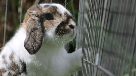 Mogen konijnen niet meer in een kooi? dierenwet maakt veel - Omroep Gelderland