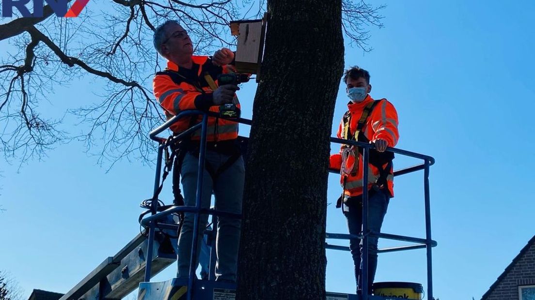 Processierupsen worden in Beuningen bestreden door mezen