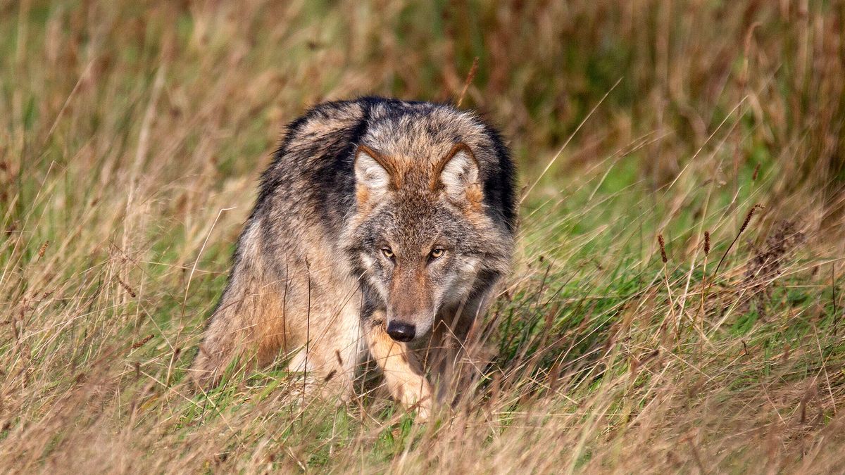 Wolf in Pesse gedood na aanrijding