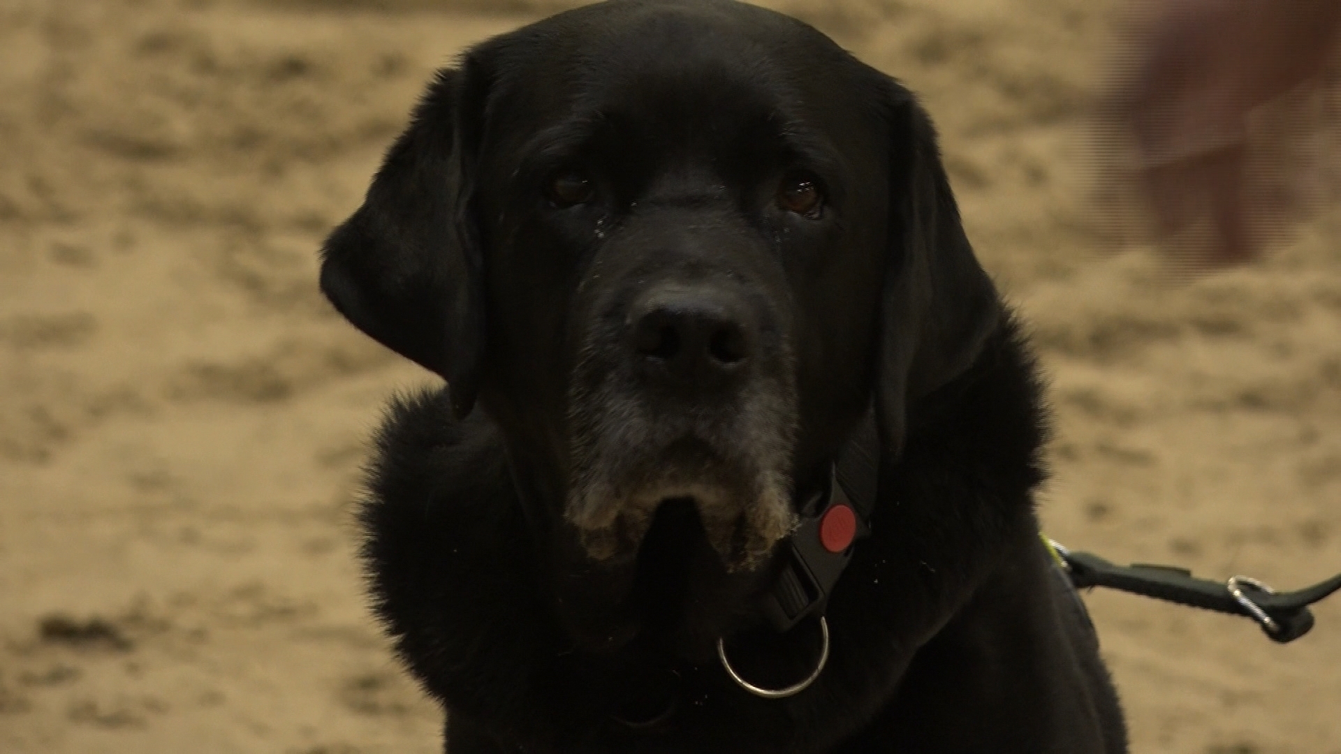 Therapie voor honden met angst voor vuurwerk: 'Mollie durfde niet naar buiten'
