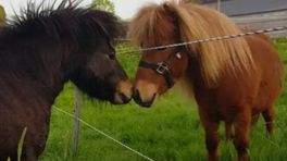 Ontsnapte pony's Terra en Morry weer veilig in hun wei