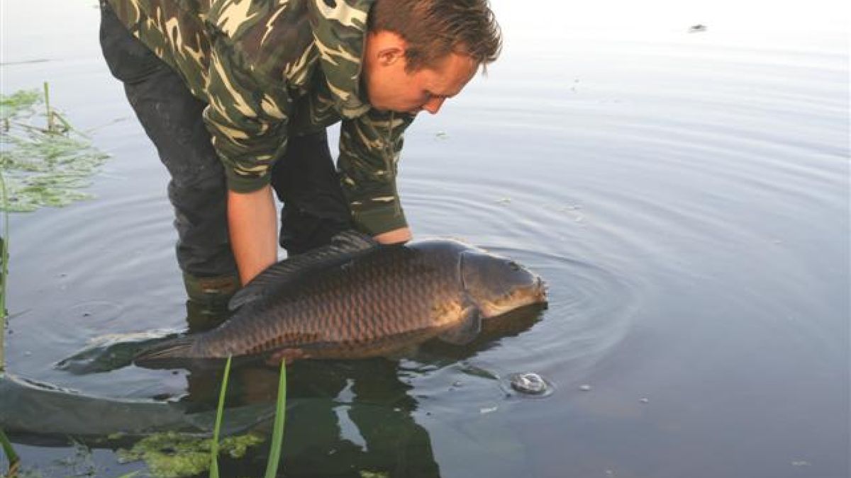 Karpers uitgezet in Rhederlaag bij Giesbeek