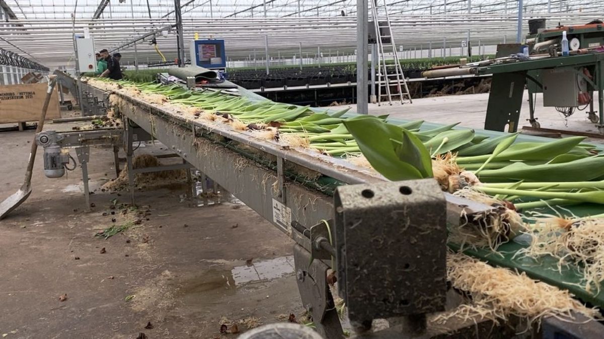 Tulpenkweker uit Pietersbierum zet inwoners Waadhoeke in het zonnetje met open dag