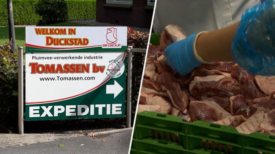 Minder pekingeend uit Gelderse slachterij? 'Bedrijf moet afschalen'