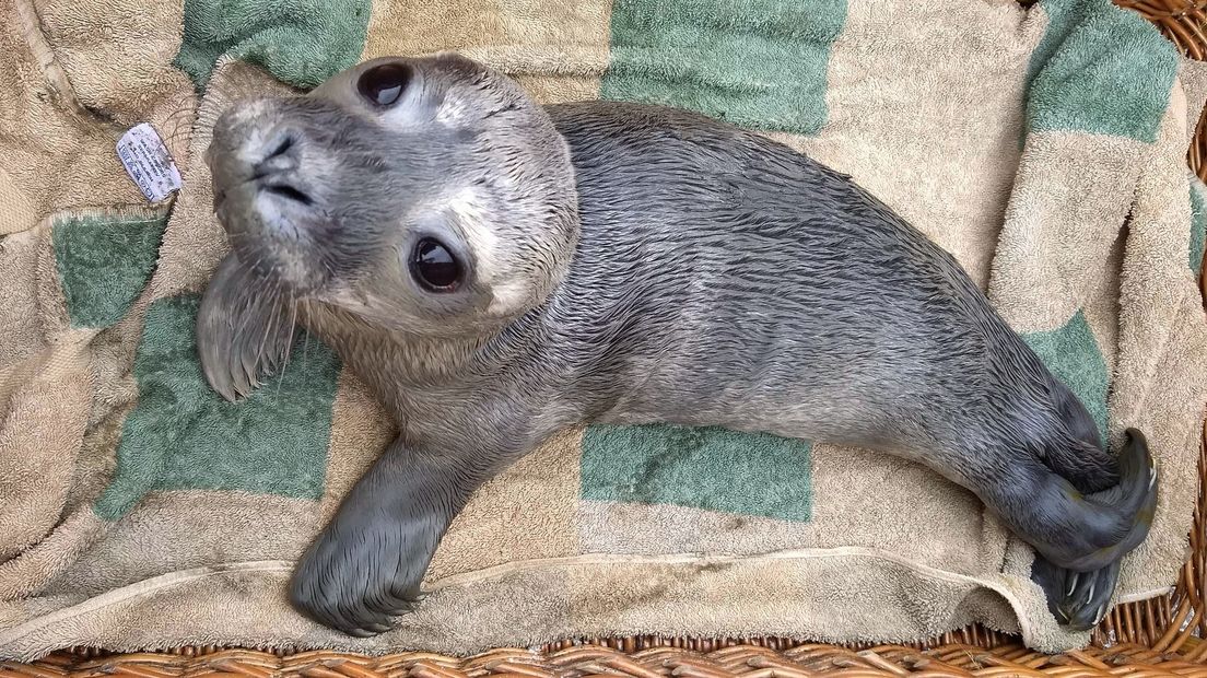 Deze zeehondenpup overleefde ternauwernood een val van drie meter in Ellewoutsdijk