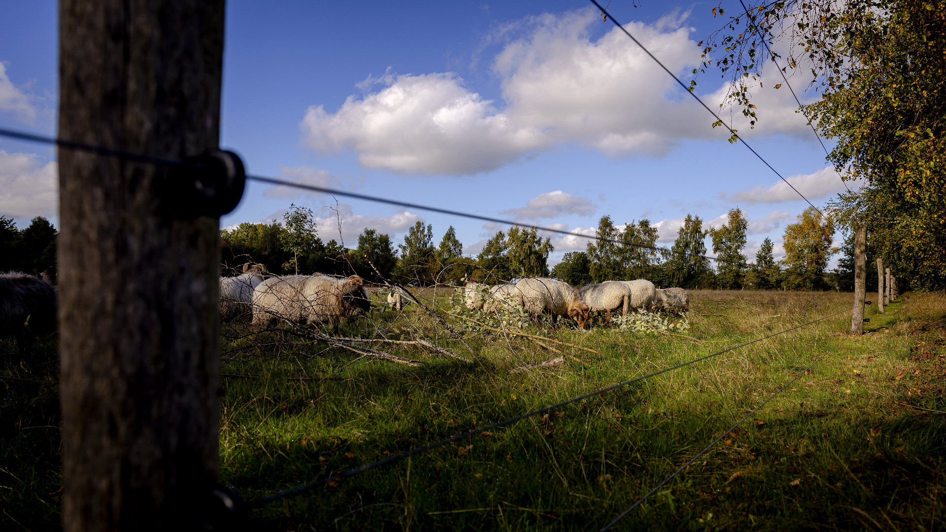 Schapen achter een wolvenhek in Drenthe