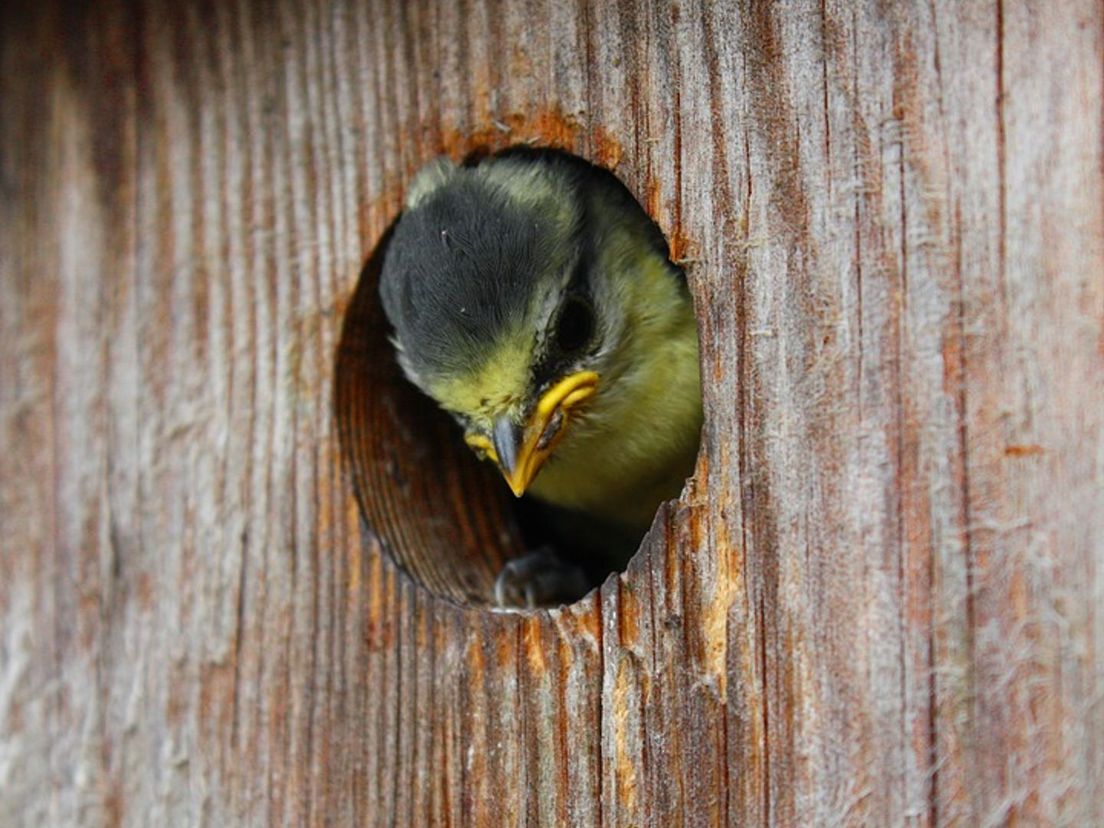 Mees in vogelhuisje