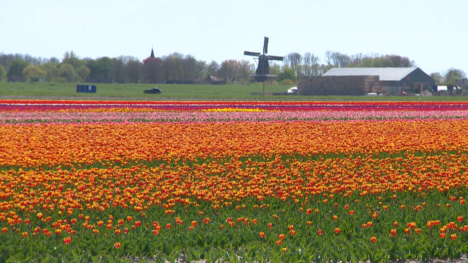 De Tulpenbokkentocht op het Hoogeland: 'Lekker, gezellig en eens wat anders'