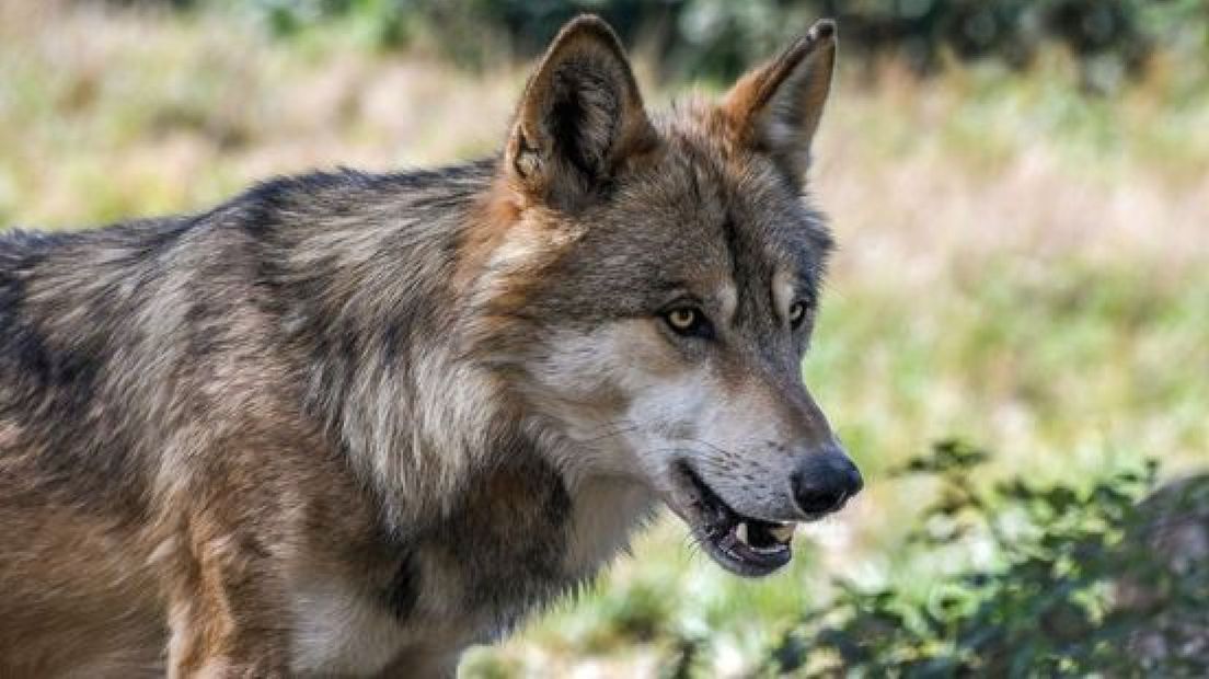 Een foto van een wolf ter illustratie.