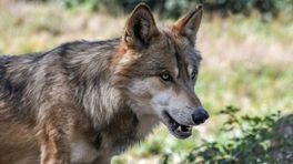 Paintballen op wolf mag niet, provincie baalt: 'Er moet iets gebeuren'