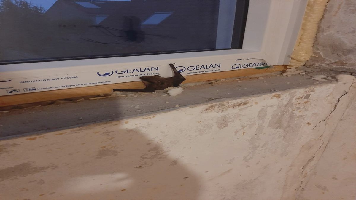 Vleermuizen onder isolatie beland: 